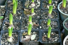 Forces single pots to be planted in garden beds 06-Single pots to be planted in garden beds-230x153